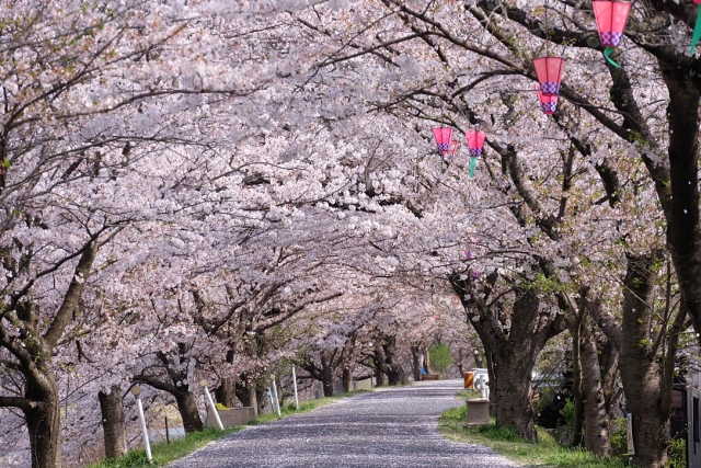 小田川沿いの桜の名所・井原堤の桜並木